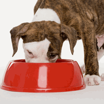 G'day Pet Care - Dog Walkers Near Me - Farmingdale, New York G'day Pet Care - Dog Walkers Near Me - Farmingdale, New York