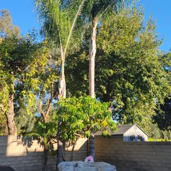 Jerry's Tree Service - Before. Trees were damaging the pool concrete.