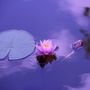 Photo of Wild Moon Spa