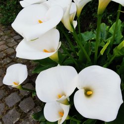 Schloss Lembeck - Flowers