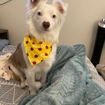 Puppy Momo's Mobile Grooming - Pet Groomers Near Me