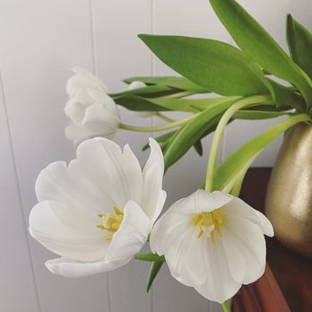 Schaefer Wholesale Florist - White tulips from SWF - Florists Near Me - York, Pennsylvania Schaefer Wholesale Florist - White tulips from SWF - Florists Near Me - York, Pennsylvania