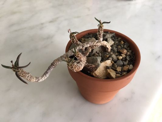 Cactus Store by null