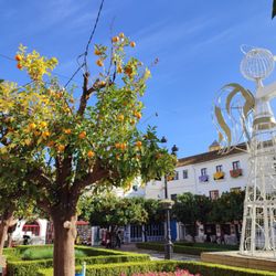 Plaza de los Naranjos
