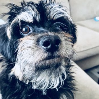 Kim's Passion For Paws - Before grooming - Pet Groomers Near Me - Las Vegas, Nevada