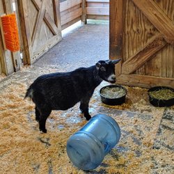 Bob Evans My Barn - Pygmy goat