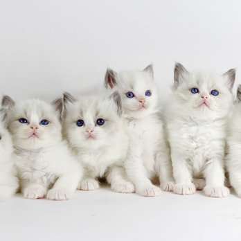 Kitten Cuddle Corner - Pet Breeders Near Me