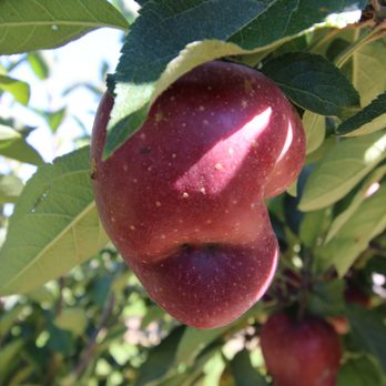 Lewin Farms - Bad Crop - Pick Your Own Farms Near Me - Calverton, New York Lewin Farms - Bad Crop - Pick Your Own Farms Near Me - Calverton, New York