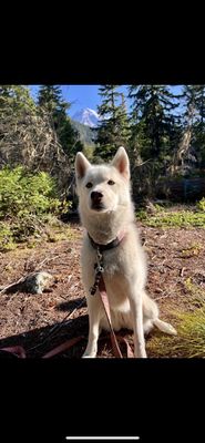 Cougar Rock Campground by null