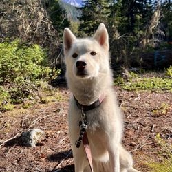 Cougar Rock Campground - Dog friendly campgrounds