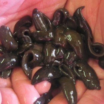 Speedy Worm - Leeches, available May to July - Hunting & Fishing Supplies Near Me Speedy Worm - Leeches, available May to July - Hunting & Fishing Supplies Near Me