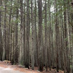 Old Growth Trail - Forest