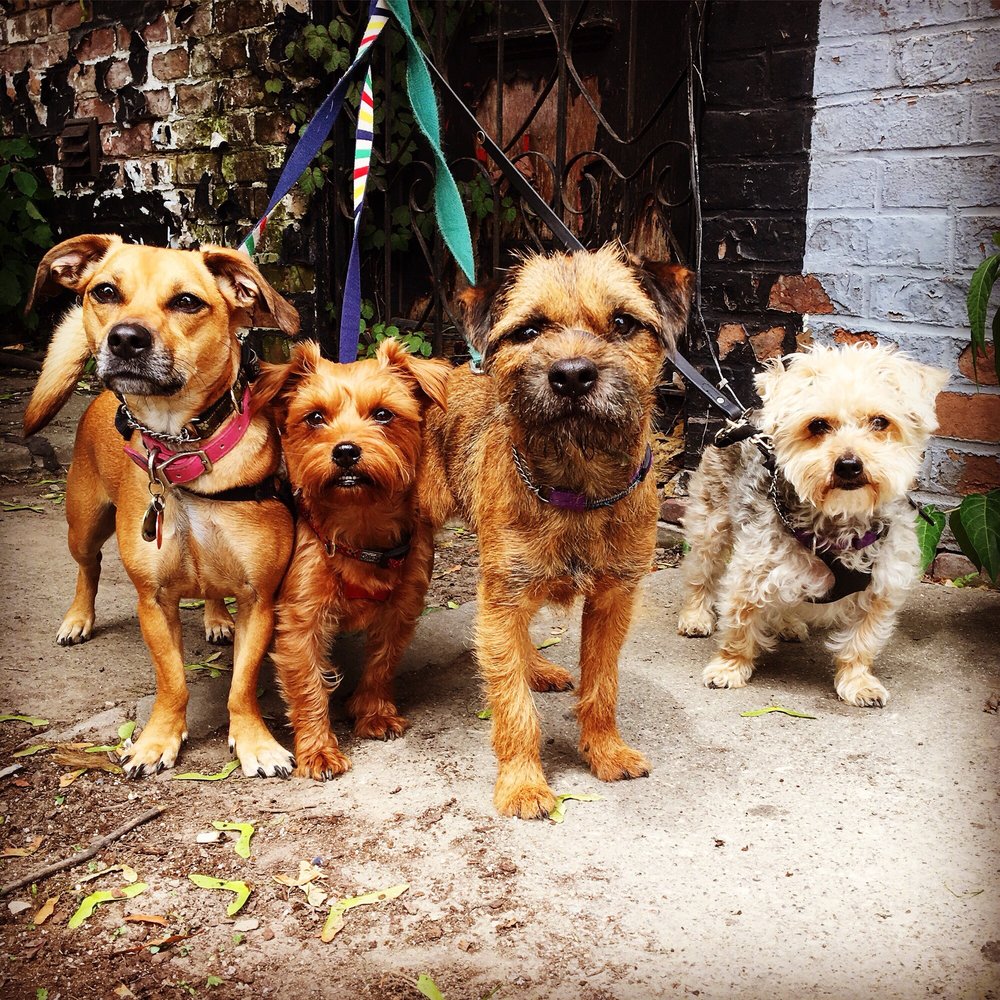 Tail Blazers - Dog Walkers Near Me Tail Blazers - Dog Walkers Near Me