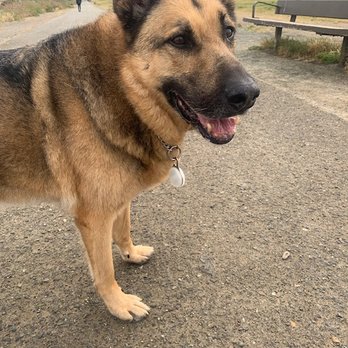 Moraga Veterinary Hospital - My present vet adverse GSD - Veterinarians Near Me - Moraga, California Moraga Veterinary Hospital - My present vet adverse GSD - Veterinarians Near Me - Moraga, California