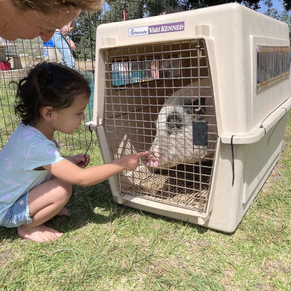 Cindy Lu's Petting Zoo - Petting Zoos Near Me Cindy Lu's Petting Zoo - Petting Zoos Near Me