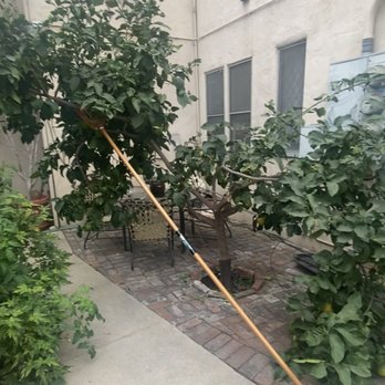 Nick House Gardening - This was our lemon tree BEFORE. We had been trying to find a solution for years on how to contain it and keep it out of the walkway! - Gardeners Near Me - Los Angeles, California Nick House Gardening - This was our lemon tree BEFORE. We had been trying to find a solution for years on how to contain it and keep it out of the walkway! - Gardeners Near Me - Los Angeles, California