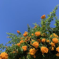 Pasadena City College - Tang colored flowers on tree
