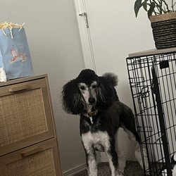 PNW Grooming - The absolute hack job that Ava did