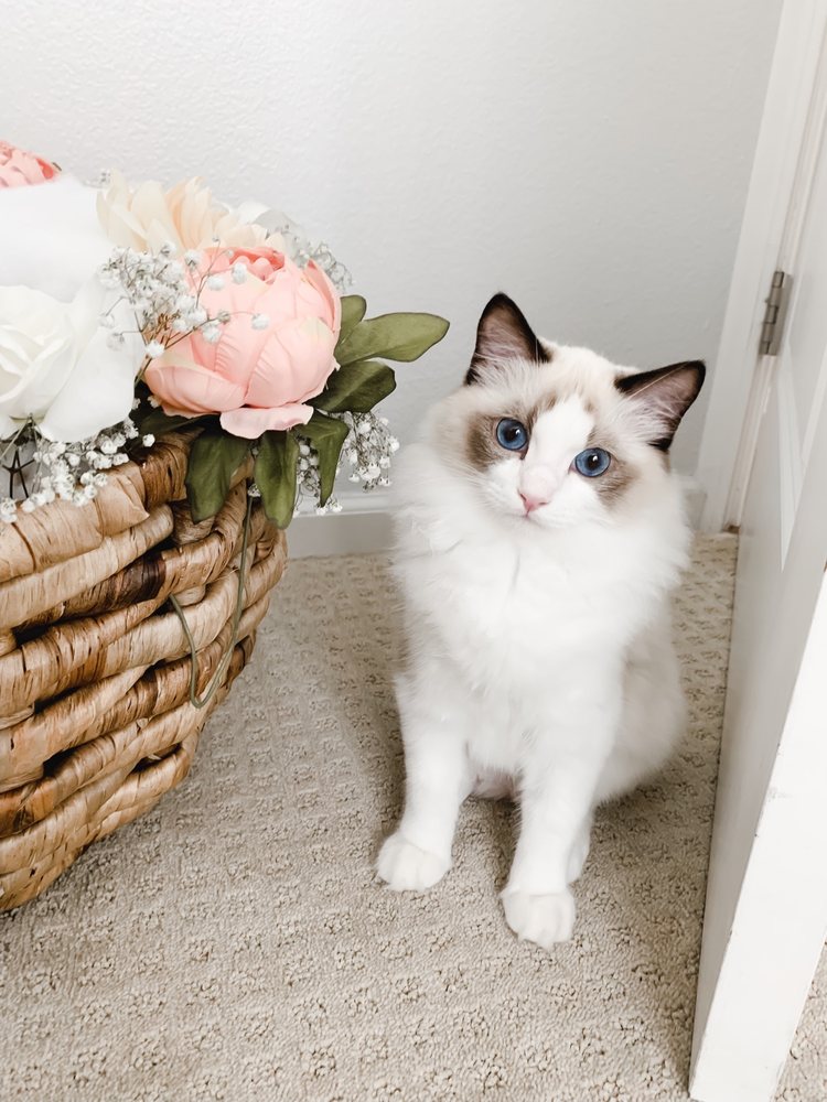 FUR REAL RAGDOLLS 105 Photos & 37 Reviews Sacramento, California