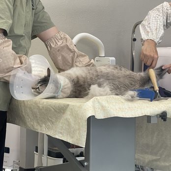 Happy Cat Grooming - My nagi - Pet Groomers Near Me - Cypress, California