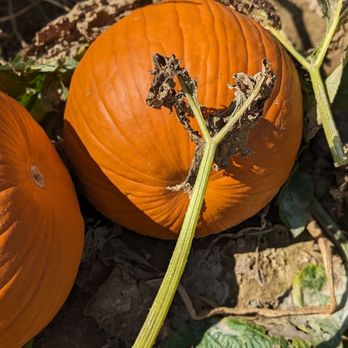 Beasley's Orchard - Pumpkin patch - Farmers Market Near Me - Danville, Indiana