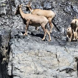 Beamrs Hells Canyon Tours - Big Horn sheep in the canyon