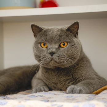 KitTea - Pet Adoption Near Me - San Francisco, California