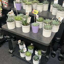 Plants 8.11.26