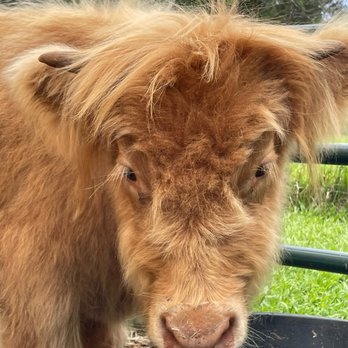 Island Cow Cuddles - Cows - Farms Near Me - Hana, Hawaii Island Cow Cuddles - Cows - Farms Near Me - Hana, Hawaii