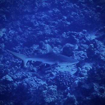 Maui Diamond - Baby reef shark! Photo Credit: Dive with Dave - Whale Watching Tours Near Me - Wailuku, Hawaii Maui Diamond - Baby reef shark! Photo Credit: Dive with Dave - Whale Watching Tours Near Me - Wailuku, Hawaii