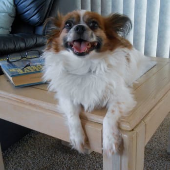 Petco - Dante, my cutie Papillion. He is so scary-looking, huh, Wendy?!?! - Pet Stores Near Me - San Diego, California Petco - Dante, my cutie Papillion. He is so scary-looking, huh, Wendy?!?! - Pet Stores Near Me - San Diego, California