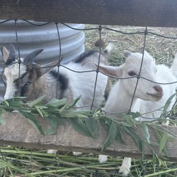 goats goats
