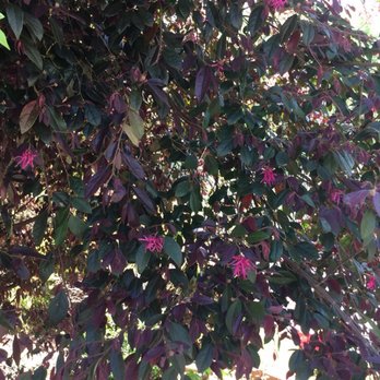 Eakers Nurseries & Tree Farm - Nurseries & Gardening Near Me - Cherryville, North Carolina