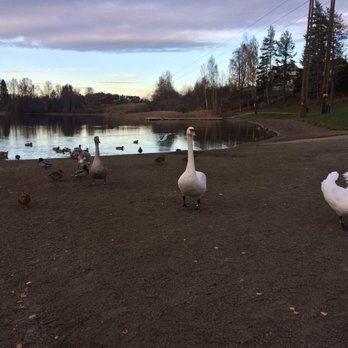 Nordbytjernet - Geese and ducks chasing us... for real. - Beaches Near Me - Jessheim, 02