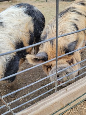 Heritage Farmstead Museum by null