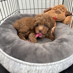 It's A Puppies World