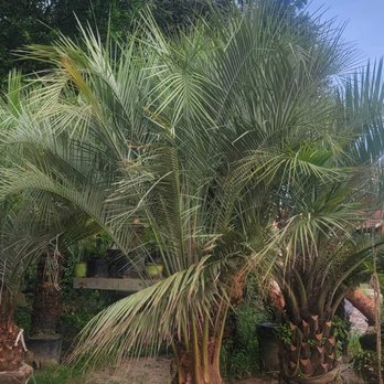 Premier Palms Plus - Nurseries & Gardening Near Me - Manning, South Carolina Premier Palms Plus - Nurseries & Gardening Near Me - Manning, South Carolina