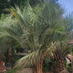 Premier Palms Plus