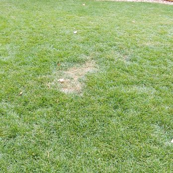 Wildflower Landscape Services - New sod dry spot per owner Chris " there is no issue with your sprinklers or it wouldn't work if there was". - Landscaping Near Me - Thornton, Colorado