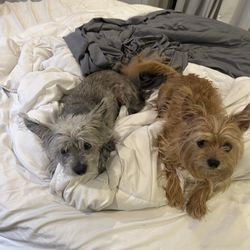 Bel Air Brentwood Dog Walking - Peanut and Ginger