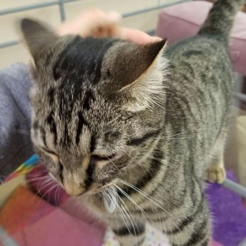 The Casual Cat Cafe - Pet Stores Near Me - Richland Hills, Texas
