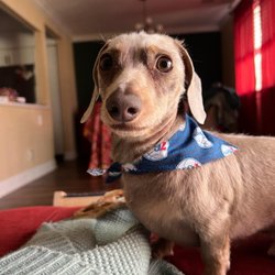 Canine Design - After. Go Sixers!