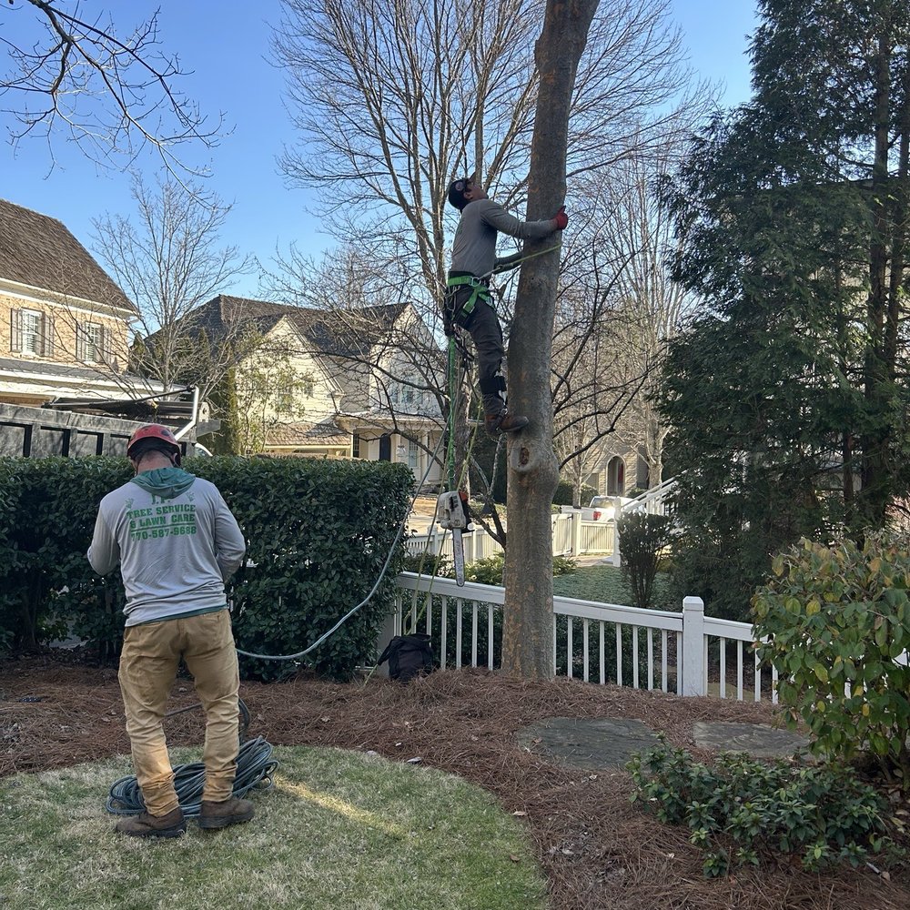 JP Tree Service - Like ninjas! also protected the fence with the way they trim! - Tree Services Near Me - Alpharetta, Georgia JP Tree Service - Like ninjas! also protected the fence with the way they trim! - Tree Services Near Me - Alpharetta, Georgia