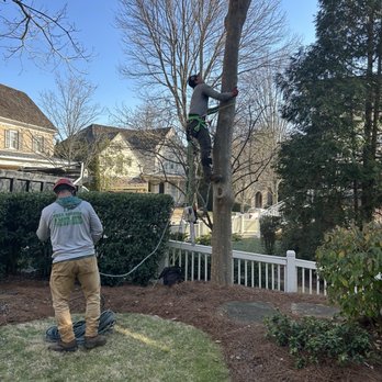 JP Tree Service - Like ninjas! also protected the fence with the way they trim! - Tree Services Near Me - Alpharetta, Georgia