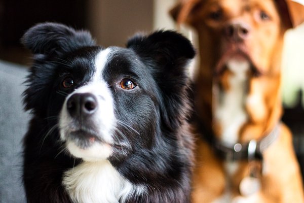 pet care express 43rd