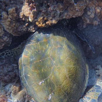 Shoreline Snorkel - Snorkeling Near Me - Lahaina, Hawaii Shoreline Snorkel - Snorkeling Near Me - Lahaina, Hawaii