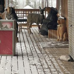 Apple Annie's Country Store - Is this thunder!?