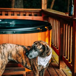 Natural Bridge Five Star Cabin Rental - Cutest doggo