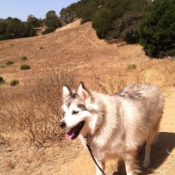 Indian Valley Open Space Preserve - The grass is dry in the summer, but my dog loves IVC no matter the time of year! - Parks Near Me - Novato, California