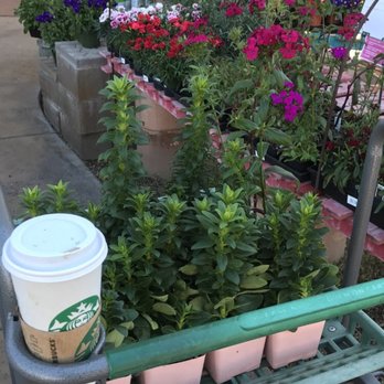 Harlow Gardens - Nurseries & Gardening Near Me - Tucson, Arizona